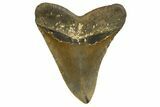 Fossil Megalodon Tooth - North Carolina #331632-2